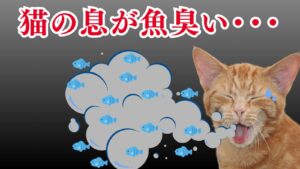 猫の口臭が魚臭い原因になる病気と健康チェック方法を詳しく解説！