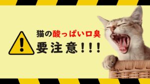 猫の口臭が酸っぱい時は要注意！口臭の原因と病院へ行くべき症状を徹底解説